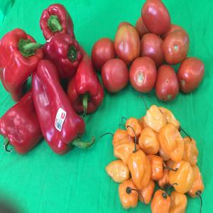 Tomatoes