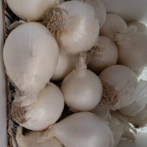 Fresh White Onions